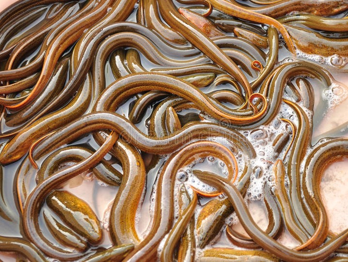 eels