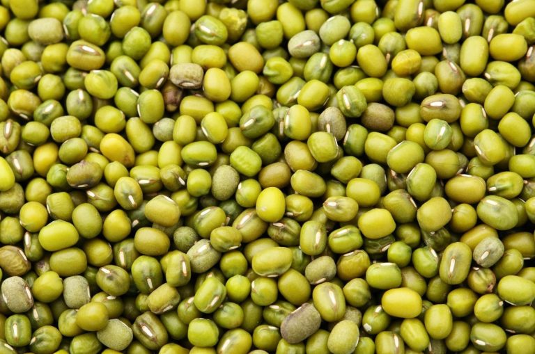 Mung-Bean-Plant-Information-Uses-Nutritional-Value-and-Health-Venefits